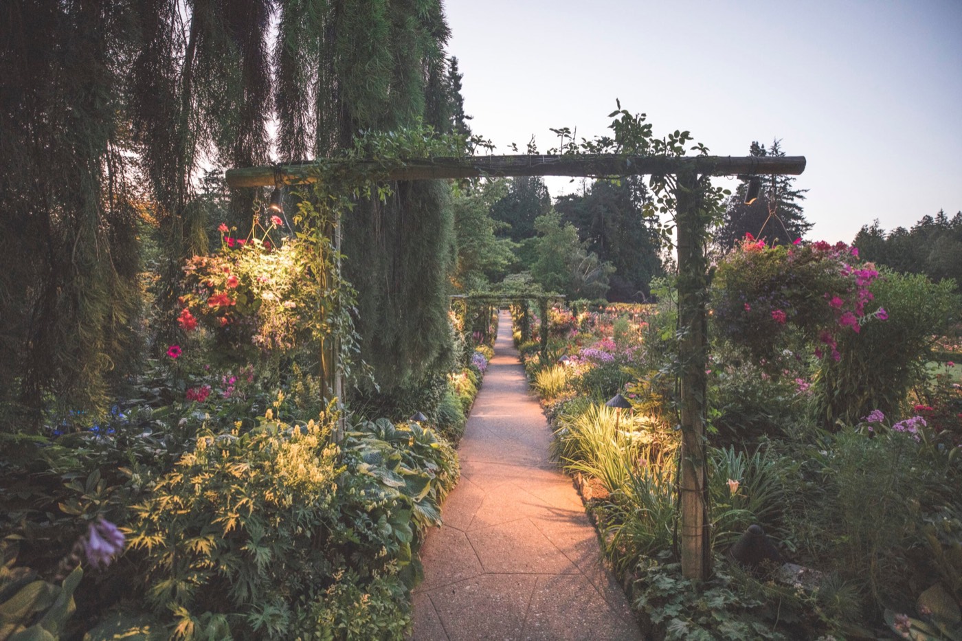 An arched garden path at Butchart Gardens at dusk